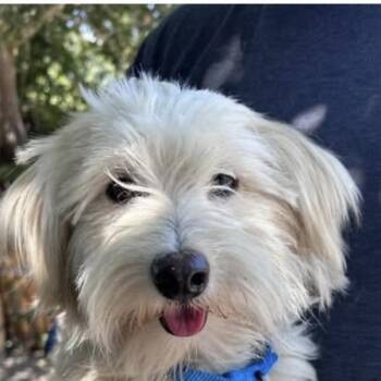 Carter -  Yorkie Poo Dog for Adoption in Larkfield-wikiup, California - Carter | PetCurious