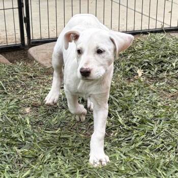 Labrador Retriever and Terrier Dogs Available for Adoption in San Diego, California - Arbor Pup - Botanic | PetCurious