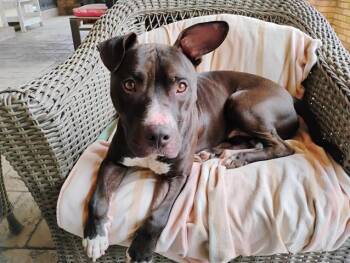 Pit Bull Terrier Dogs Available for Adoption in Orlando, Florida - PETER | PetCurious