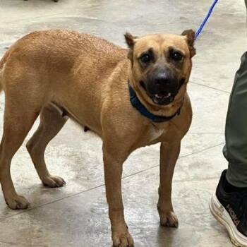 Halsey - 060902U -  Mountain Cur and Mixed Breed Dog for Adoption in Tupelo, Mississippi - Halsey - 060902U | PetCurious