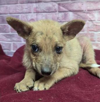Cicada -  Australian Shepherd Dog for Adoption in Sedalia, Colorado - Cicada | PetCurious
