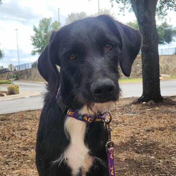 Hound and Mixed Breed Dogs Available for Adoption - Karter JuM | PetCurious