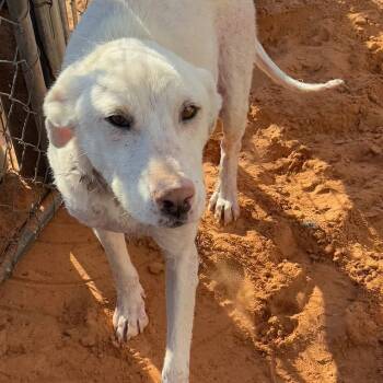 Rescue Labrador Retriever Dogs for Adoption in Tuba City, Arizona - Dwight | PetCurious