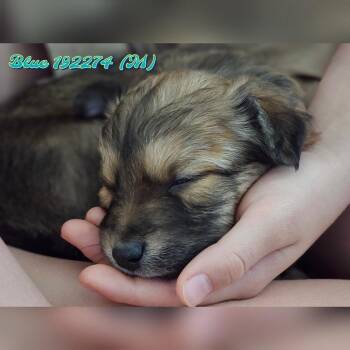 Chihuahua and Terrier Dogs Available for Adoption in Austin, Texas - Blues Clues | PetCurious