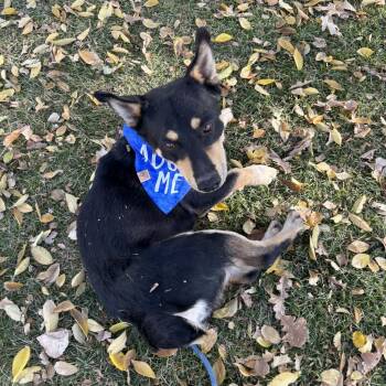 Rescue Cardigan Welsh Corgi Dogs for Adoption in Prescott, Arizona - Rugby | PetCurious
