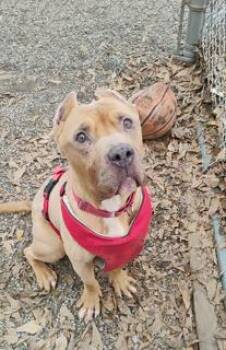 Rescue Pit Bull Terrier and Mixed Breed Dogs for Adoption in Spartanburg, South Carolina - Brutus | PetCurious
