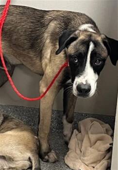 Rescue Anatolian Shepherd and Mixed Breed Dogs for Adoption in Pasadena, Texas - CHARLIE | PetCurious