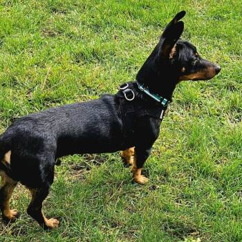 Doby -  Dachshund Dog for Adoption in Brainerd, Minnesota - Doby | PetCurious
