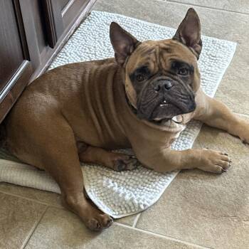 Ziggy -  English Bulldog Dog for Adoption in Houston, Texas - Ziggy | PetCurious