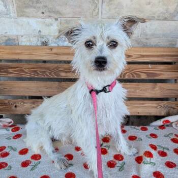 Mara -  Terrier Dog for Adoption in St. Augustine, Florida - Mara | PetCurious