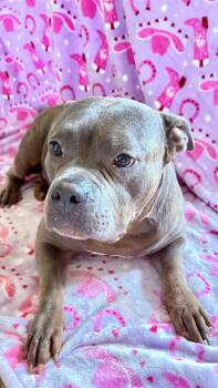 Pit Bull Terrier Dogs Available for Adoption in Ball Ground, Georgia - Legacy | PetCurious