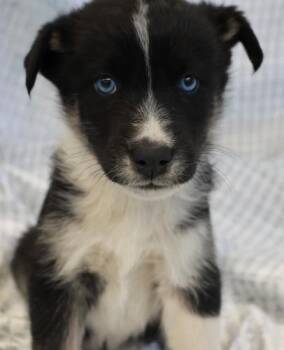 Miriq -  Shepherd Dog for Adoption in Thief River Falls, Minnesota - Miriq | PetCurious