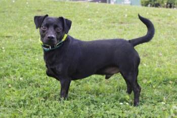 Mixed Breed Dogs Available for Adoption in Kansas City, Missouri - Space | PetCurious