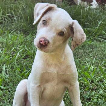 Cha Cha Slide -  Australian Shepherd and Mixed Breed Dog for Adoption in Conway, Arkansas - Cha Cha Slide | PetCurious