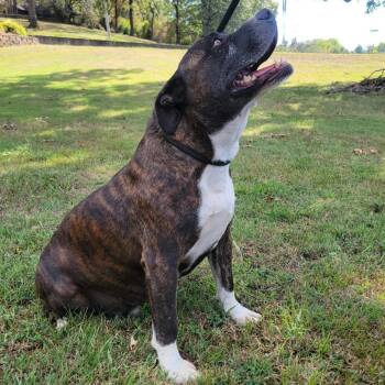 Tate -  Terrier Dog for Adoption in Hackett, Arkansas - Tate | PetCurious
