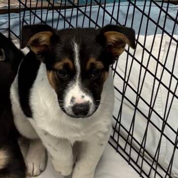 Shepherd and Mixed Breed Dogs Available for Adoption in Flagstaff, Arizona - Tractor | PetCurious