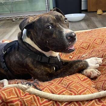Pit Bull Terrier and American Staffordshire Terrier Dogs Available for Adoption - Ollie D11364 | PetCurious