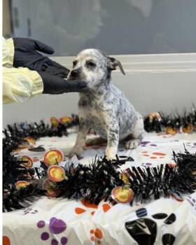 Fairy -  Australian Cattle Dog Blue Heeler Dog for Adoption in Tacoma, Washington - Fairy | PetCurious