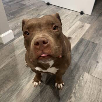 Halo -  American Bully and Bulldog Dog for Adoption in Roswell, Georgia - Halo | PetCurious
