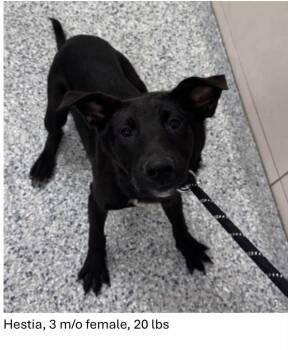 Hestia -  Black Labrador Retriever and Shepherd Dog for Adoption in Oswego, Illinois - Hestia | PetCurious