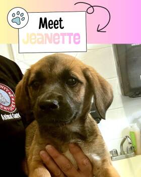 Jeanette -  Shepherd Dog for Adoption in Sulphur, Kentucky - Jeanette | PetCurious