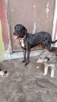 Sasha -  Labrador Retriever and Greyhound Dog for Adoption in Ramona, California - Sasha | PetCurious
