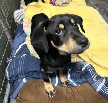 Labrador Retriever and Wire Fox Terrier Dogs Available for Adoption in Broomfield, Colorado - Coreau / | PetCurious