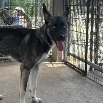 Webbs -  Mixed Breed Dog for Adoption in Lake Jackson, Texas - Webbs | PetCurious