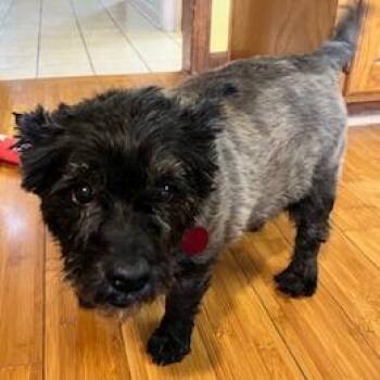 Cairn Terrier Dogs Available for Adoption - Biscuit | PetCurious