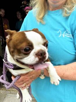 9a -  Boston Terrier Dog for Adoption in Salisbury, Maryland - 9a | PetCurious