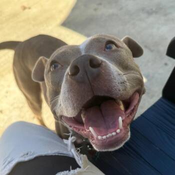 Carmilla -  Pit Bull Terrier and American Staffordshire Terrier Dog for Adoption in Belleville, Illinois - Carmilla | PetCurious