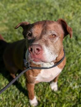 Rescue Pit Bull Terrier Dogs for Adoption in Boise, Idaho - Callie | PetCurious