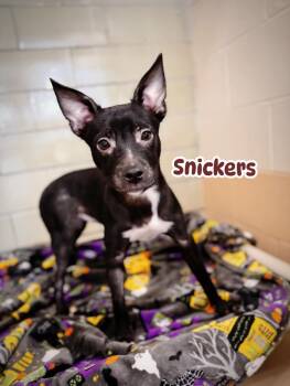 Rescue Mixed Breed Dogs for Adoption in Effingham, Illinois - Snickers | PetCurious