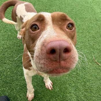 Sprinkle Cookie -  Mixed Breed Dog for Adoption in Savannah, Georgia - Sprinkle Cookie | PetCurious