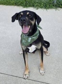 Benny -  Hound and Rottweiler Dog for Adoption in Bucyrus, Ohio - Benny | PetCurious
