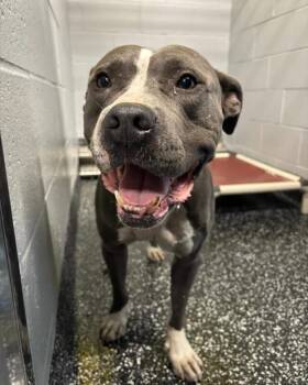 Honcho -  Pit Bull Terrier and Mixed Breed Dog for Adoption in Jackson, Tennessee - Honcho | PetCurious