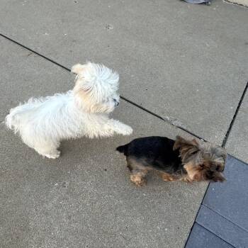 Koa -  Terrier and Mixed Breed Dog for Adoption in Alma, Wisconsin - Koa | PetCurious
