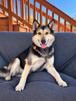 Maxie -  German Shepherd Dog and Siberian Husky Dog for Adoption in Oakland, California - Maxie | PetCurious