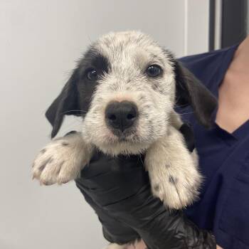 Terrier Dogs Available for Adoption - Candy Land | PetCurious