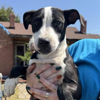 Mixed Breed Dogs Available for Adoption - Orange | PetCurious