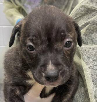 Pit Bull Terrier Dogs Available for Adoption - Knick | PetCurious