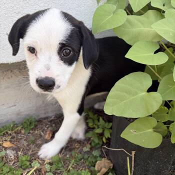Marilyn -  Poodle Dog for Adoption in Harlingen, Texas - Marilyn | PetCurious