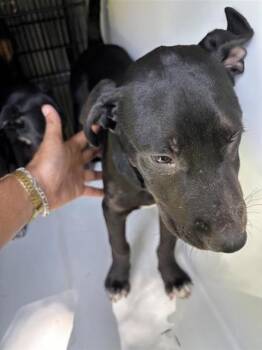 A657647 -  Labrador Retriever and Mixed Breed Dog for Adoption in Houston, Texas - A657647 | PetCurious