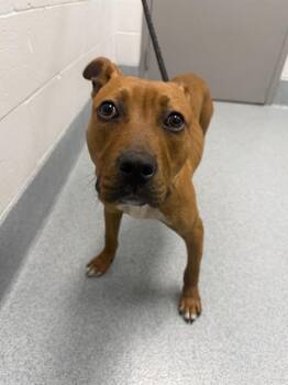 FONZARELLI -  Black Mouth Cur Dog for Adoption in Indianapolis, Indiana - FONZARELLI | PetCurious
