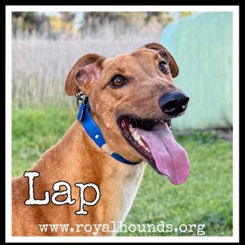 Lap -  Greyhound Dog for Adoption in Seattle, Washington - Lap | PetCurious