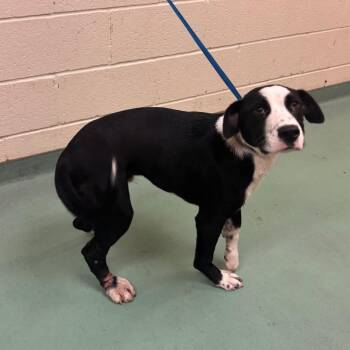 Cricket -  Mixed Breed Dog for Adoption in Memphis, Tennessee - Cricket | PetCurious