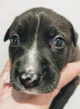 American Staffordshire Terrier Dogs Available for Adoption in Holly Springs, North Carolina - Duke | PetCurious