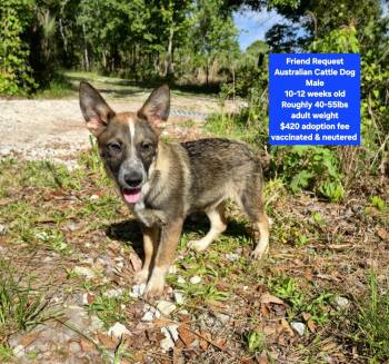 Australian Cattle Dog Blue Heeler Dogs Available for Adoption - Friend Request  | PetCurious