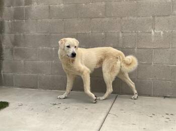 JINORA -  Great Pyrenees and Mixed Breed Dog for Adoption in Auburn, California - JINORA | PetCurious