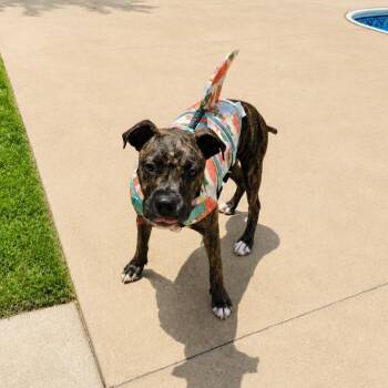 Blue -  Boxer Dog for Adoption in Clarksville, Tennessee - Blue | PetCurious